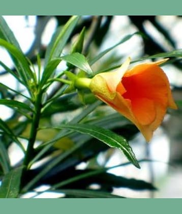 CLASSIC GREEN EARTH - Kantola Flower ( 15 Seeds )