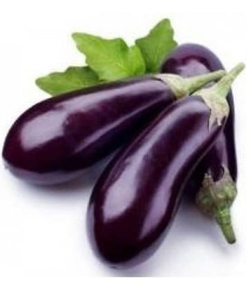 Brinjal Purple Long High Germination Vegetables Seeds - Pack of 50 F-1 Hybrid Seeds
