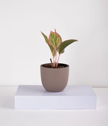 Plant In Pastel Planters-Aglaonema Pink in Pastel Brown Planter