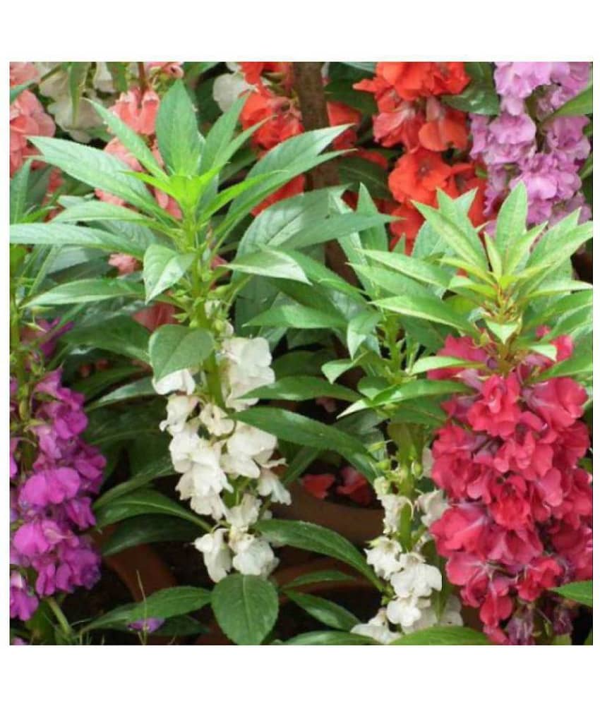 homeagro - Balsam Mixed Flower ( 20 Seeds )