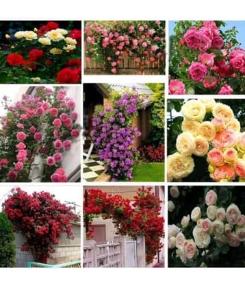 M-Tech Gardens 15 Seeds Mixed Rose Flower Seeds Imported From Uk Seed