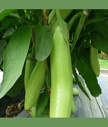 Jignisha Seeds Hybrid Green Long Brinjal Vegetable ( 50 Seeds )