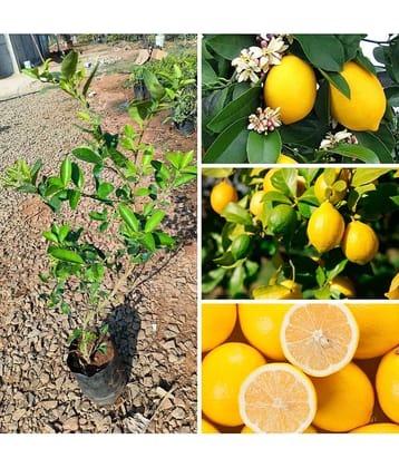 Cloud Farm Outdoor Lemon Fruit Plant Pack of 1