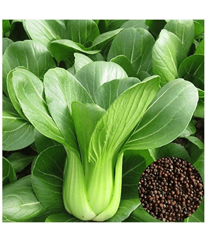 Vedhahi Hybrid Bok Choy Vegetable ( 150 Seeds )