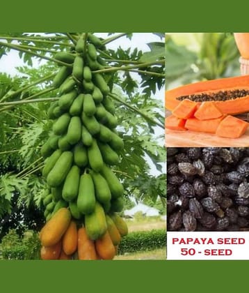 Papaya, Papita Honey Dew Fruit | Pack of 50 Seeds