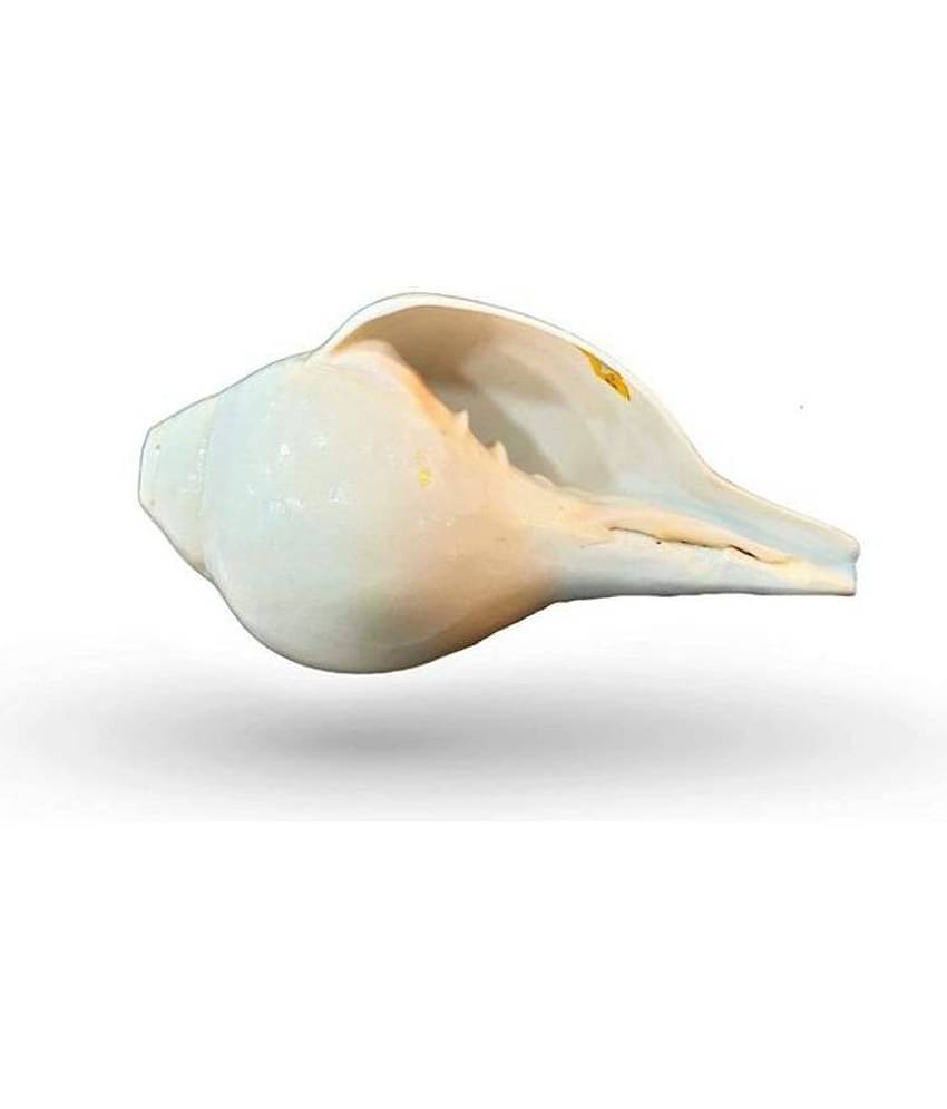 Blowing Shankh with Brass Stand Blowing Shankh Natural for Pooja Loud & Vamavarti (White) Pooja/Pujan Conch 5.5 inch with brass stand