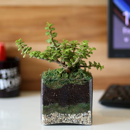 Jade Plant 4 Glass Terrarium