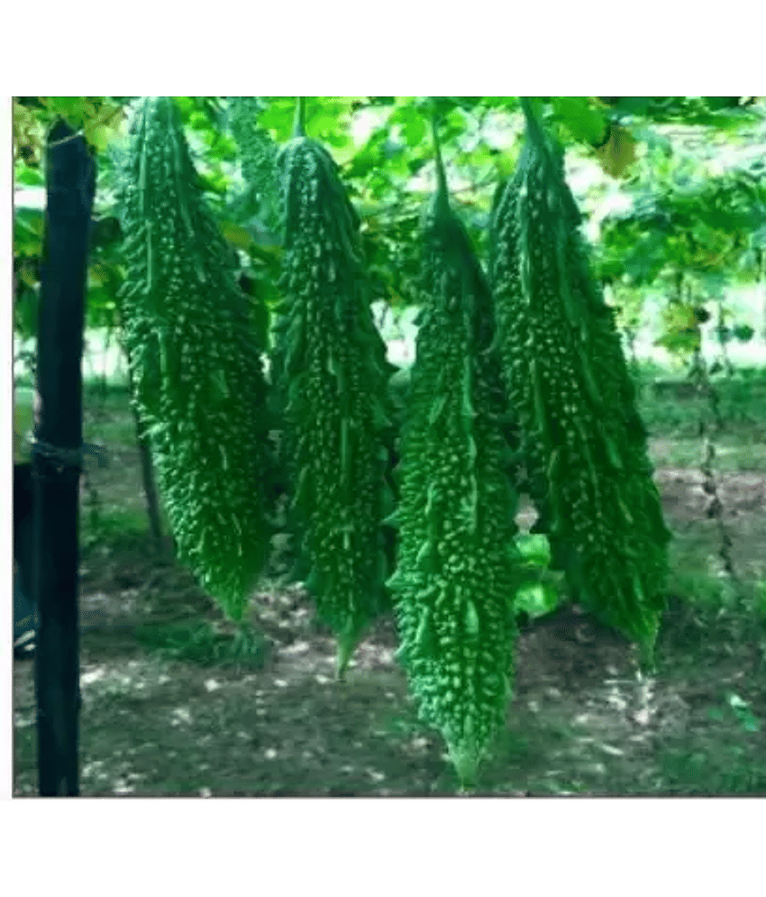 CLASSIC GREEN EARTH - Bitter Gourd Vegetable ( 30 Seeds )
