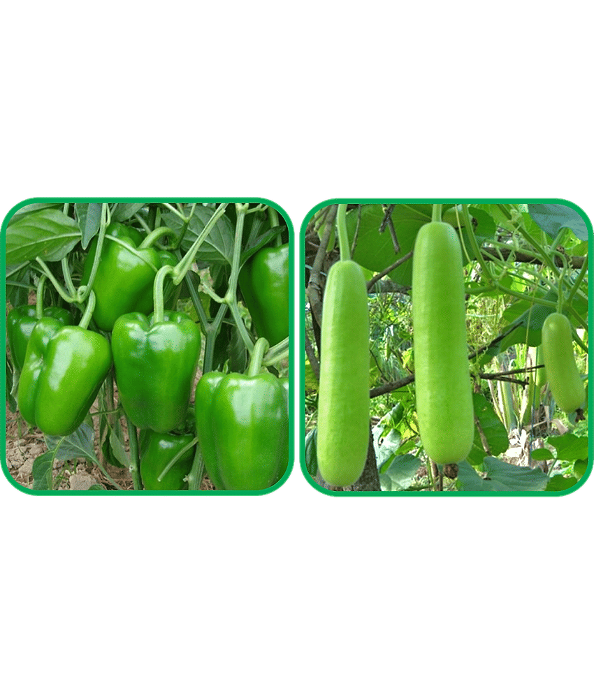 Aero Seeds Bottle Gourd Long ( 30 Seeds) And Capsicum ( 30 Seeds) Vegetable Seeds Pack