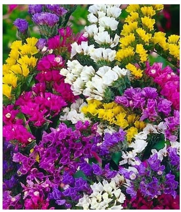 Saaheli Flower Limonium Pacific Mix Seed (10 Per Packet)