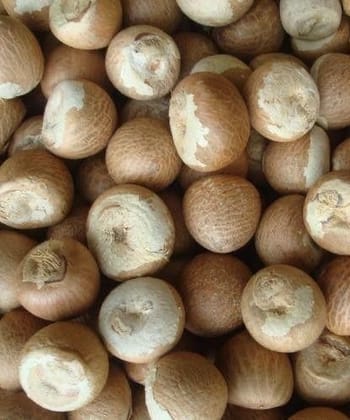 Betel nut ( Supari ) - 500 unit