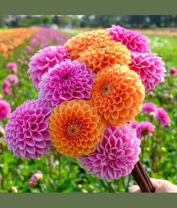 SIVI DAHLIA Winter Bloom Flower Seeds 100 SEEDS Each WITH SOIL AND MANUAL
