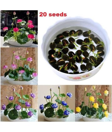 homeagro - Combo of Lotus Flower Mix Colors ( 20 seed ) and Dahlia Mixed Flower ( 25 Seeds )