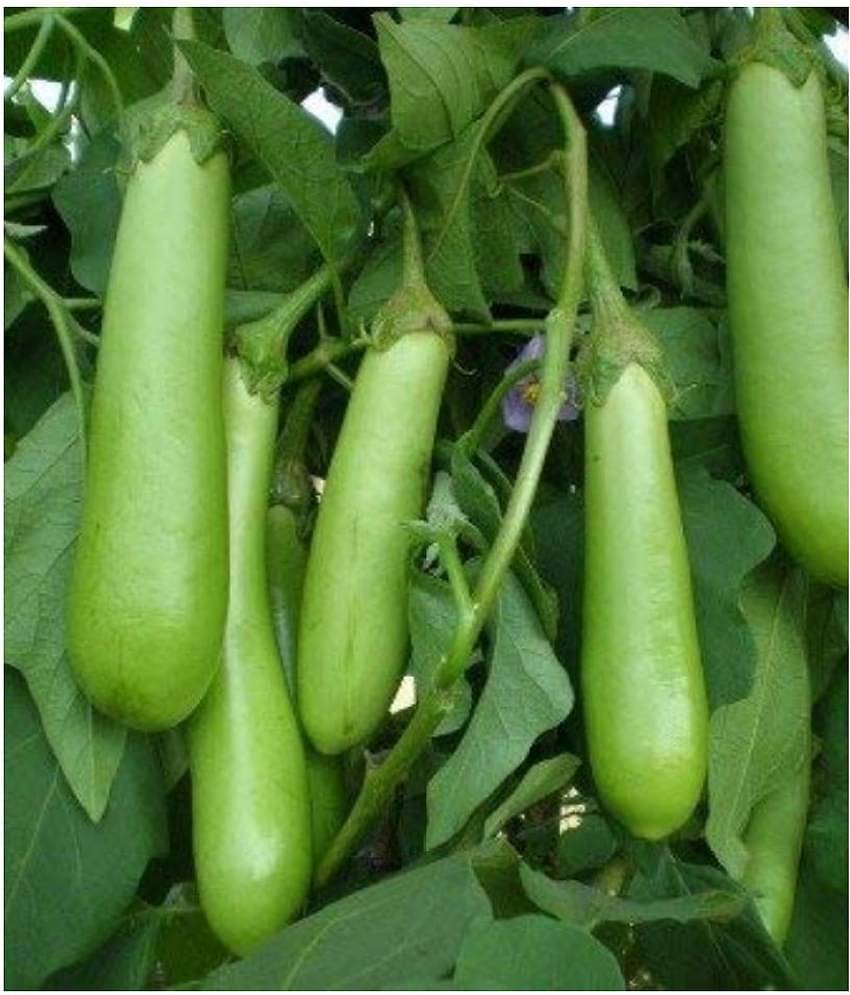 SHOP 360 GARDEN Brinjal Hybrid Green Long Seeds (Pack of 300 Seeds)