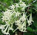 Raat Rani Floral Hydrosol