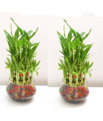 Green plant indoor - Green Wild Artificial Flowers With Pot ( Pack of 2 )