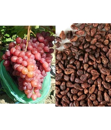 Kraft Seeds Sweet Manicure Finger Grapes Professional Seed Set (Pack of 15)