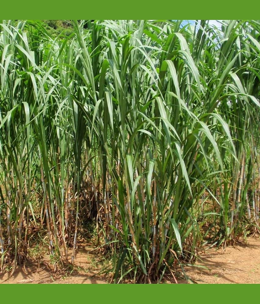 SUPER NAPIER GRASS ( PACK OF 500 SEEDS) WITH MANUAL