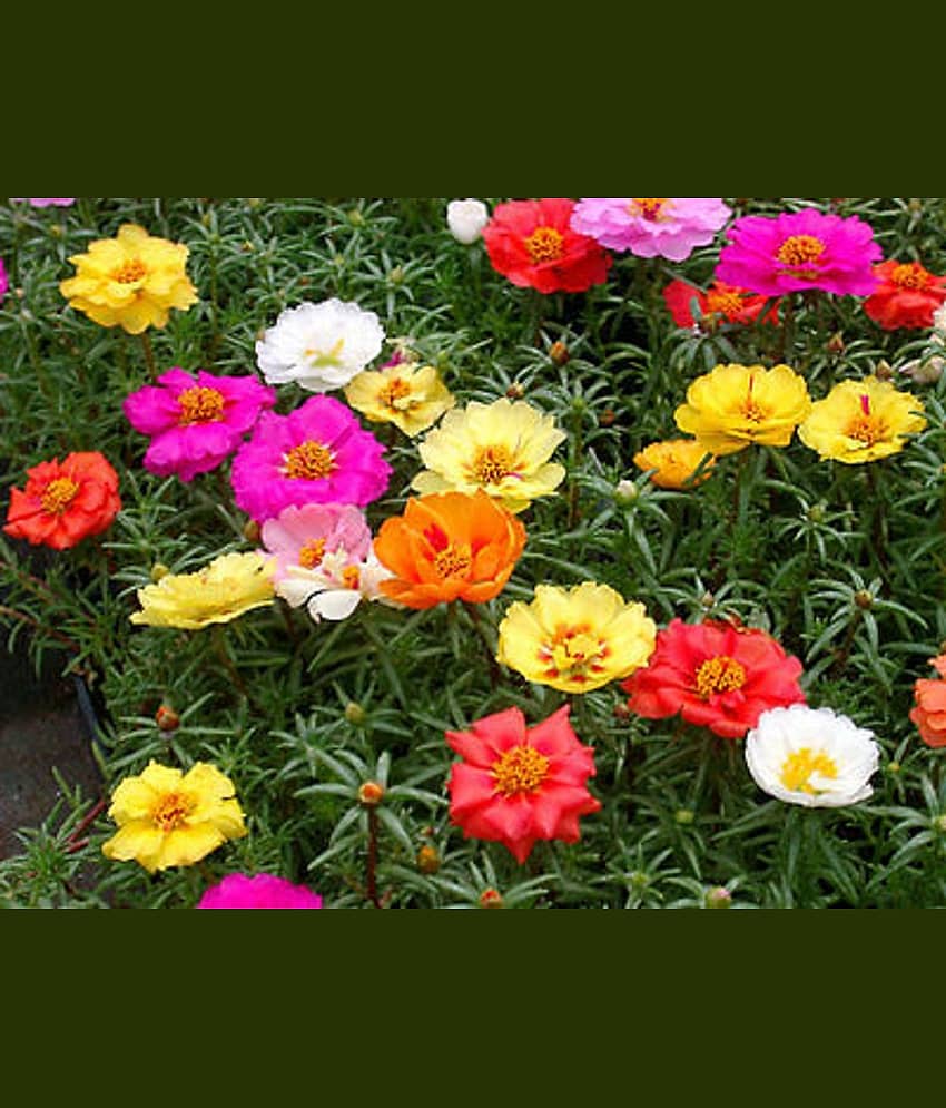 Portuluca Flower Seeds Pack, Best for pots and Landscaping 50 Seeds Pack,