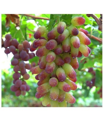 Nema Senior Courtyard Plants , Delicious Fruit seeds , Gold Finger 50pcs Grape Seeds