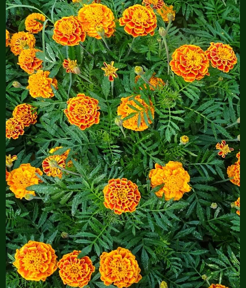 HN organic seed - Marigold Flower ( 50 Seeds )