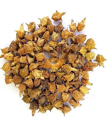 Vinarghya Pharmaceuticals Bada Gokhru / Brihat Gokshru Trikantaka Raw Herbs 100 Gm Pack of 1