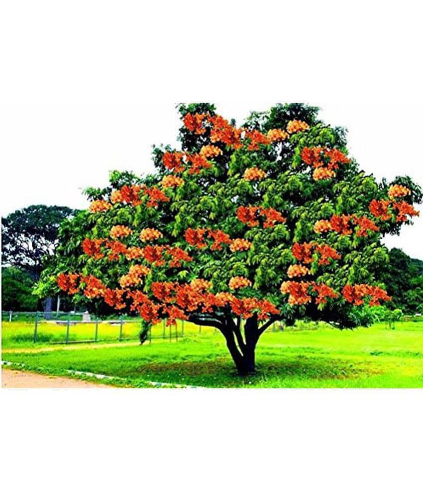 OhhSome Saraca Asoca Sita Ashok Tree Seeds