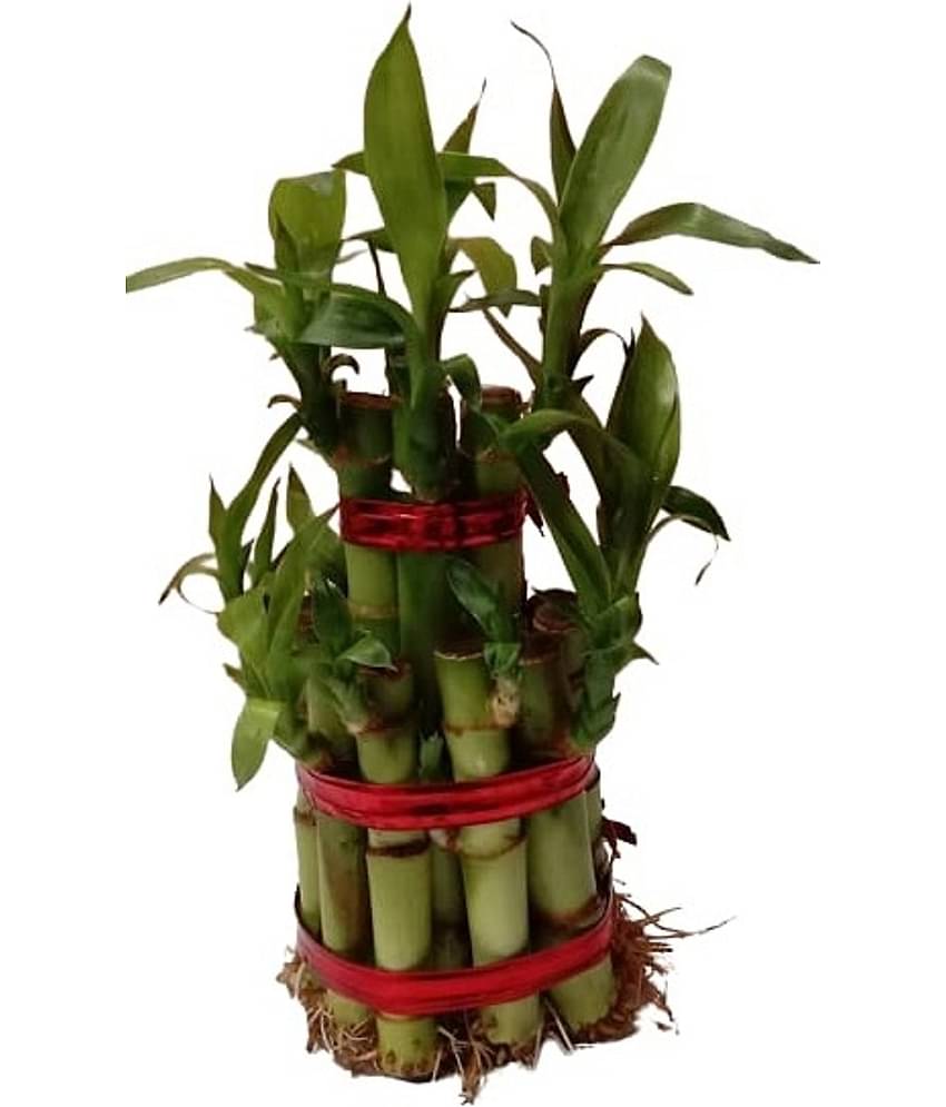 Green plant indoor - Green Wild Artificial Flowers With Pot ( Pack of 1 )