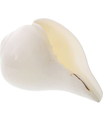 Kesar Zems Stone Left Handed Blowing Shankh (13.5 cm x 9 cm x 7.5 cm, White)
