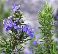Rosemary Floral Hydrosol