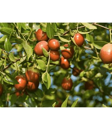 CLASSIC GREEN EARTH - Fruit Seeds ( 20 )