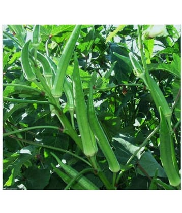 preji Gardens Rare imported ladies finger seeds 50 seeds pack