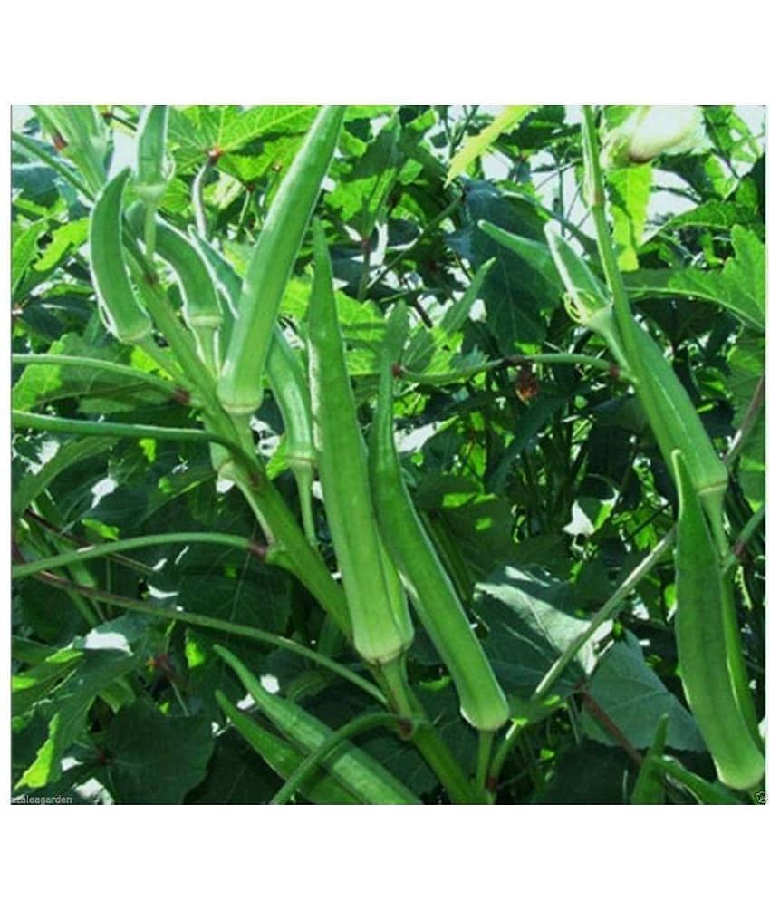 preji Gardens Rare imported ladies finger seeds 50 seeds pack