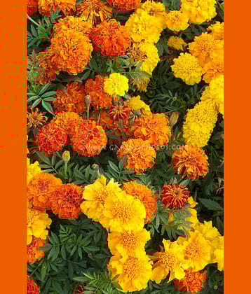 LiveNature Marigold Mixed Flower Seeds | Yellow Genda Phool Seeds | Summer Flower Seeds For Home Garden & Terrace – 100 Seeds
