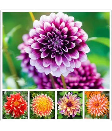 Rare Beautiful Perennial Dahlia Flower Seeds