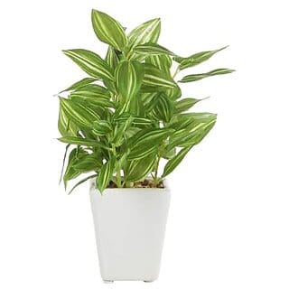 De Gardenia Premium Mini Artificial Hypoestes Plant with Ceramic Vase (19 cm Tall Green) Indoor Decorative Faux Plant for Home and Office Decor 72 Leaves