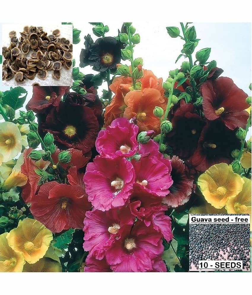 homeagro - Hollyhock Mixed Flower ( 50 Seeds )