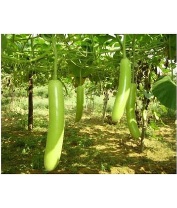 Bottle Gourd F1 Hybrid - Organic Seeds - For Home And Kitchen Garden | (Pack 1 pkt 15 Seeds each)