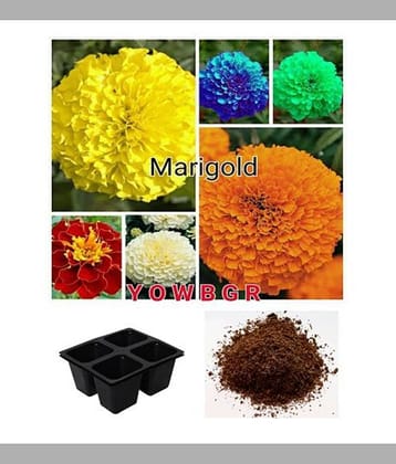 Rare Exotic Mix Color Marigold Potted Plant Flower Seed Home Garden Decoration 30 seeds + Cocopeat + 4 Hole Seedling Tray + Instruction Manual