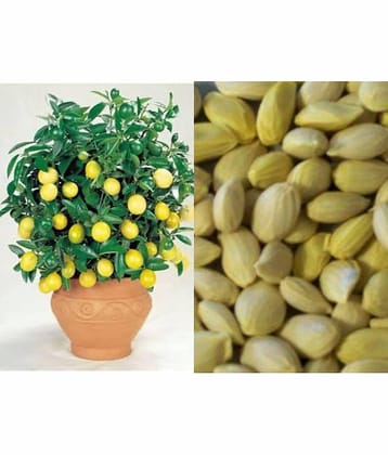 Lemon Seeds For Home & Terrace Garden - 15 seed Pack