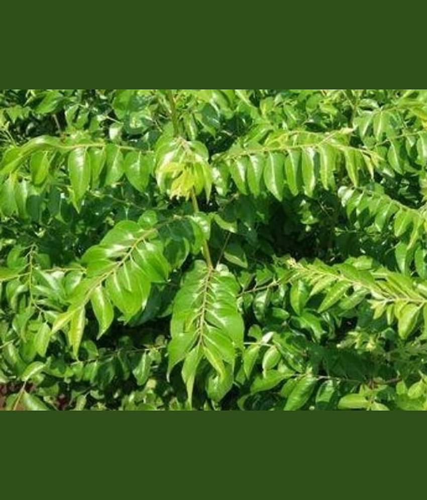 CLASSIC GREEN EARTH - Celery Herb ( 50 Seeds )