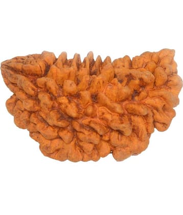 GCMR Brown 1 Mukhi Rudraksha