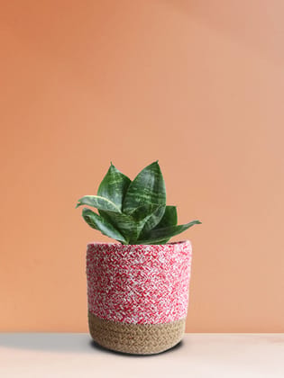 Snake Plant Hahnii (Medium) Snake Plant Hahnii (Medium)