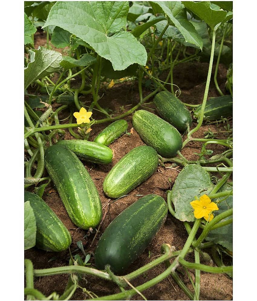 Kannan Enterprises Organic Natural Cucumber Seeds 50 Count