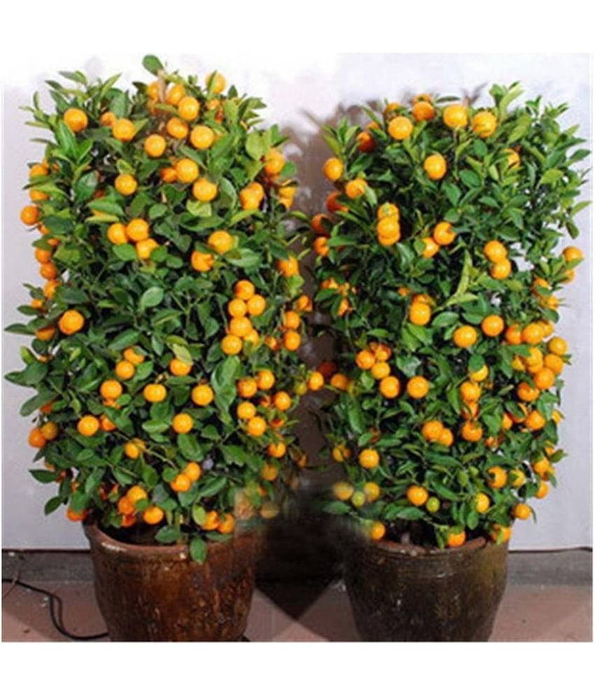 Azalea gardens Indoor Dwarf 10 pcs Edible Fruit Mandarin Citrus Orange fruit Tree Seeds
