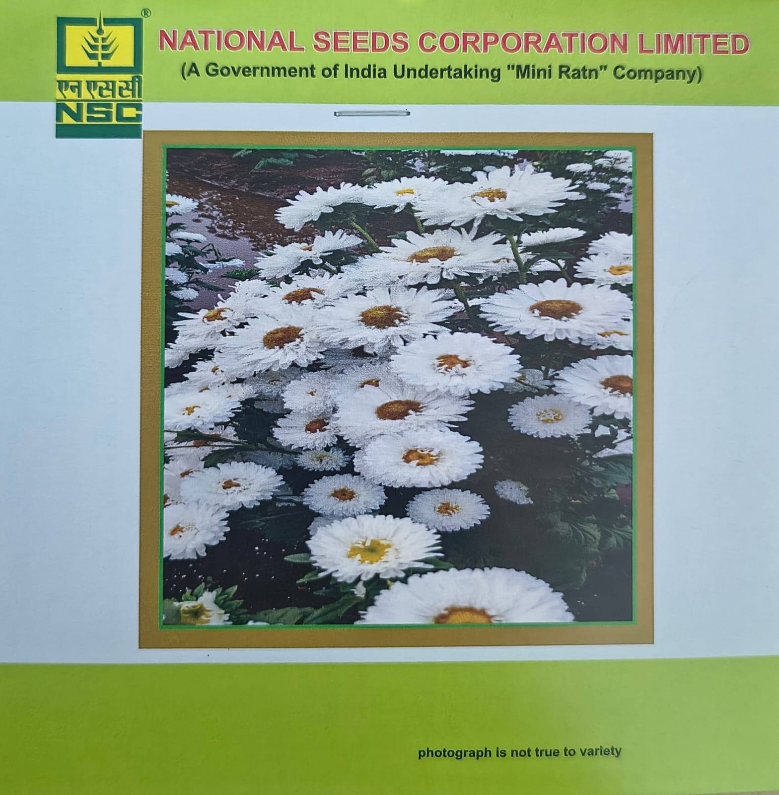 NSC Aster White Flower Seed  - 2gm 