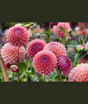 HN organic seed - Dahlia Mixed Flower ( 25 Seeds )