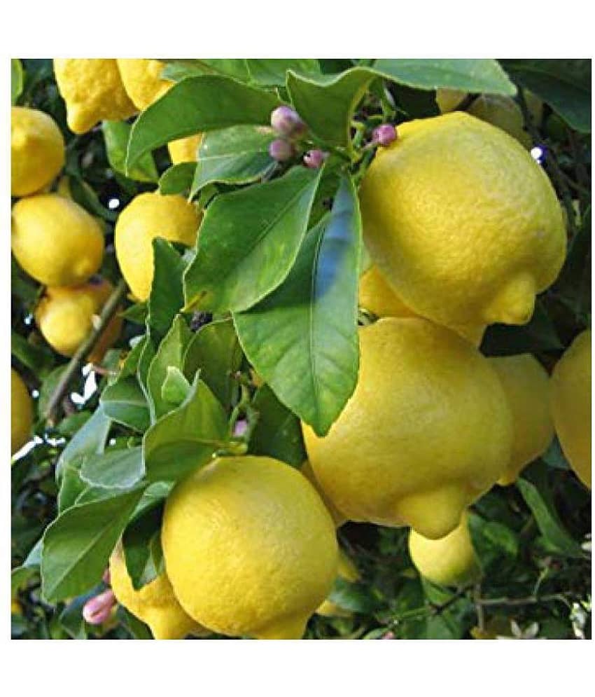 tamilnadu organic lemon fruit seeds