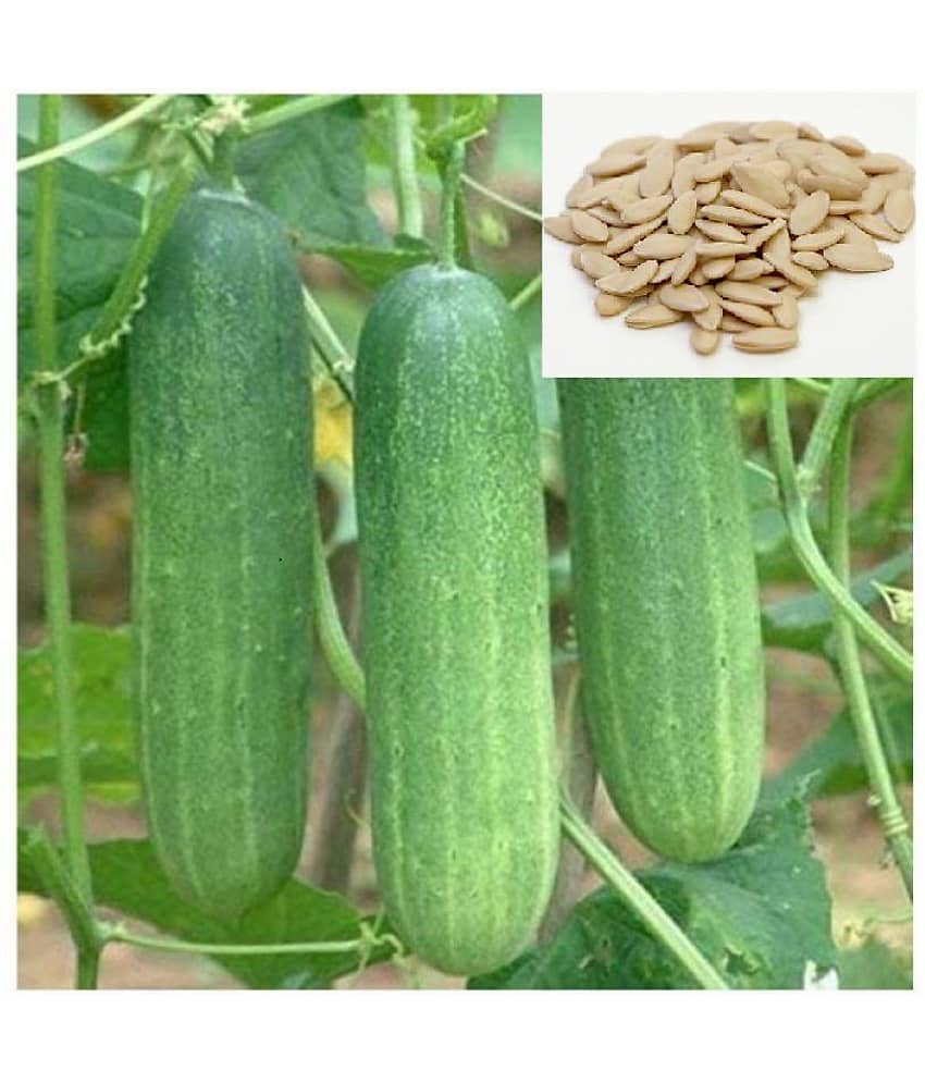 Cucumber Seeds For Home & Kitchen Gardening | Pack of 20