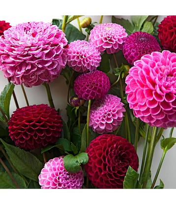 HN organic seed - Dahlia Mixed Flower ( 25 Seeds )